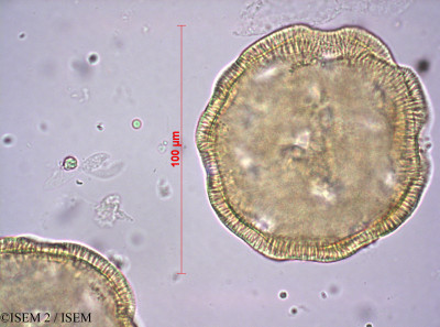 Calystegia sepium - lame n° 1671